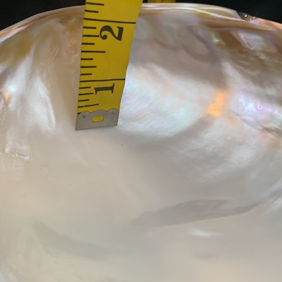 Polished Pearlized Large Clamshell Serving Dish and 4 Conch & Clamshell Spoon - Picture 10 of 12